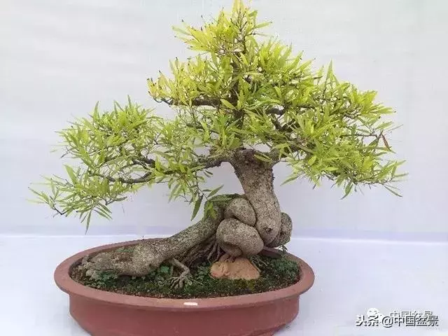 盆景創作須處理好24個關係