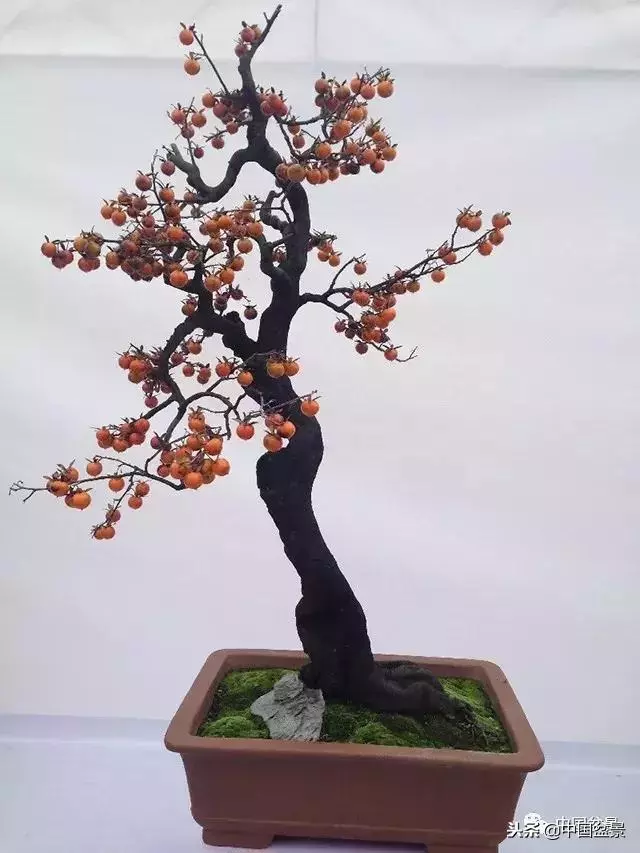 盆景創作須處理好24個關係
