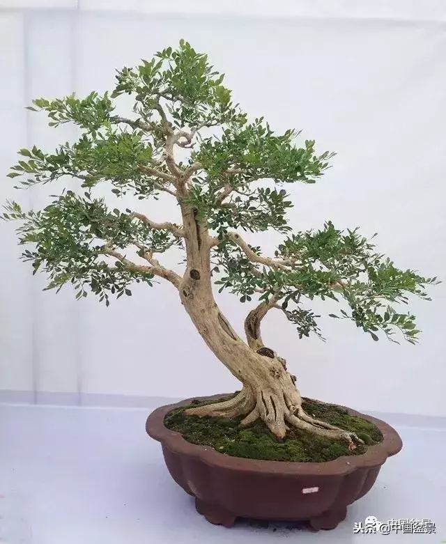 盆景創作須處理好24個關係