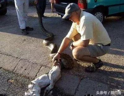 這就是蟒蛇的悲劇:想吃烏龜,結果卻發生了這樣的一件事,真的是尷尬死了!