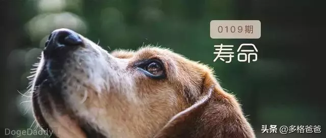 下一個狗年,它還會在嗎?狗狗的壽命究竟有多長