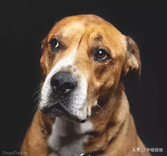 下一個狗年,它還會在嗎?狗狗的壽命究竟有多長