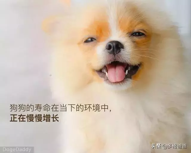 下一個狗年,它還會在嗎?狗狗的壽命究竟有多長