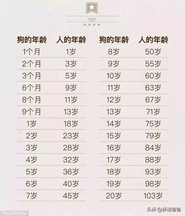 下一個狗年,它還會在嗎?狗狗的壽命究竟有多長