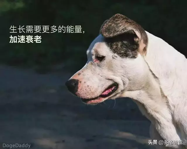 下一個狗年,它還會在嗎?狗狗的壽命究竟有多長