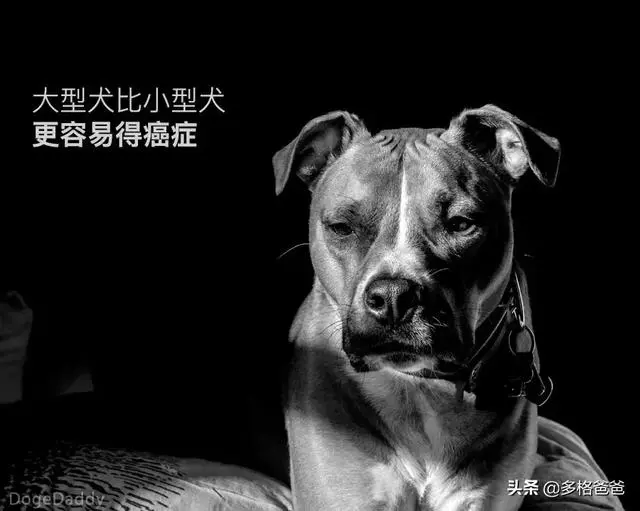 下一個狗年,它還會在嗎?狗狗的壽命究竟有多長