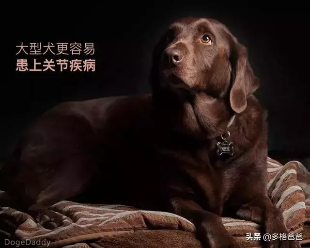 下一個狗年,它還會在嗎?狗狗的壽命究竟有多長