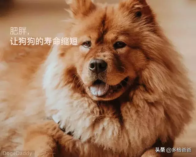 下一個狗年,它還會在嗎?狗狗的壽命究竟有多長