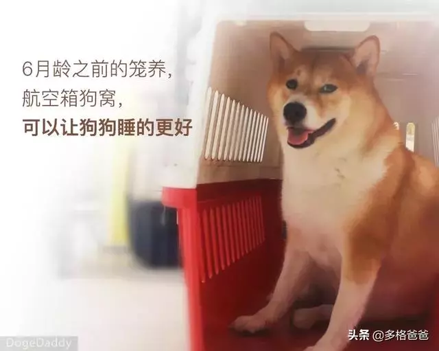 下一個狗年,它還會在嗎?狗狗的壽命究竟有多長