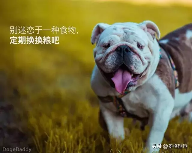 下一個狗年,它還會在嗎?狗狗的壽命究竟有多長