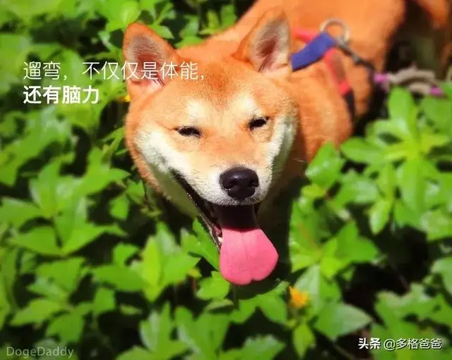 下一個狗年,它還會在嗎?狗狗的壽命究竟有多長