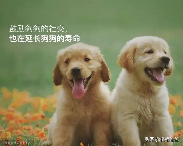 下一個狗年,它還會在嗎?狗狗的壽命究竟有多長