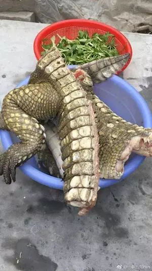 網友曬穿山甲、熊掌還有鯊魚「年夜飯」引起網友眾怒!隔天當事人出來澄清,讓大家更討厭...!