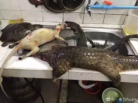 網友曬穿山甲、熊掌還有鯊魚「年夜飯」引起網友眾怒!隔天當事人出來澄清,讓大家更討厭...!