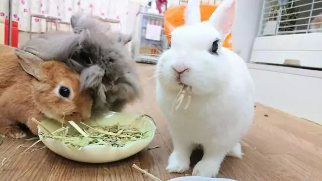 日本奇怪的動物咖啡廳,這是喝咖啡還是逛動物園啊……