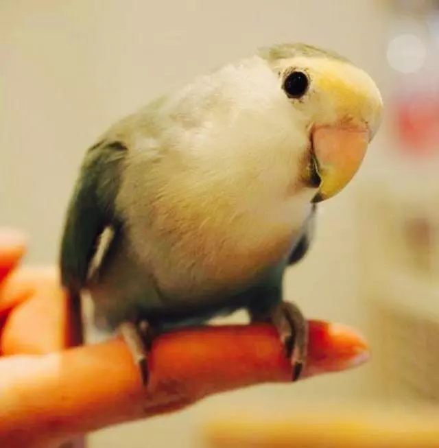 日本奇怪的動物咖啡廳,這是喝咖啡還是逛動物園啊……