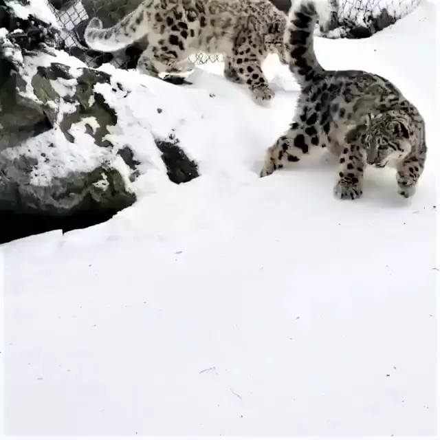 雪豹「嗨玩滑雪」煞不住的快感~背後「跟屁蟲狂搗亂」:不要滑那麼快啦!