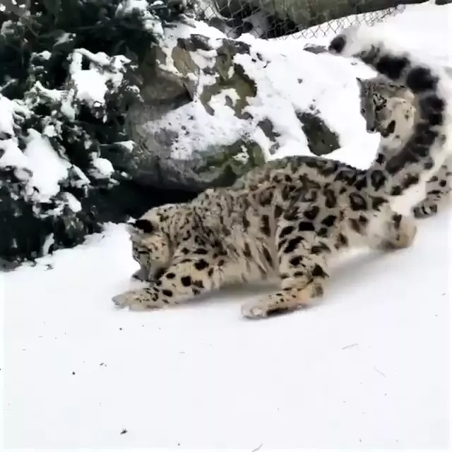 雪豹「嗨玩滑雪」煞不住的快感~背後「跟屁蟲狂搗亂」:不要滑那麼快啦!