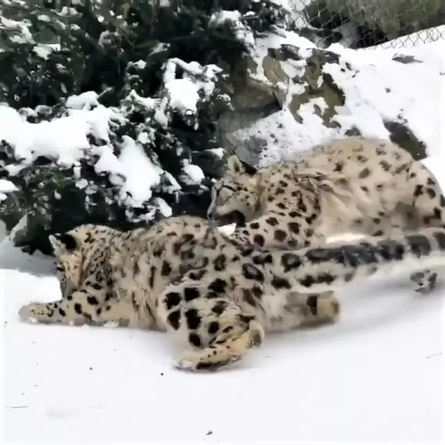 雪豹「嗨玩滑雪」煞不住的快感~背後「跟屁蟲狂搗亂」:不要滑那麼快啦!