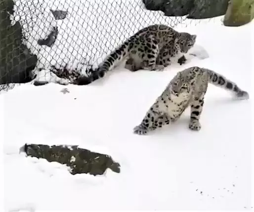 雪豹「嗨玩滑雪」煞不住的快感~背後「跟屁蟲狂搗亂」:不要滑那麼快啦!