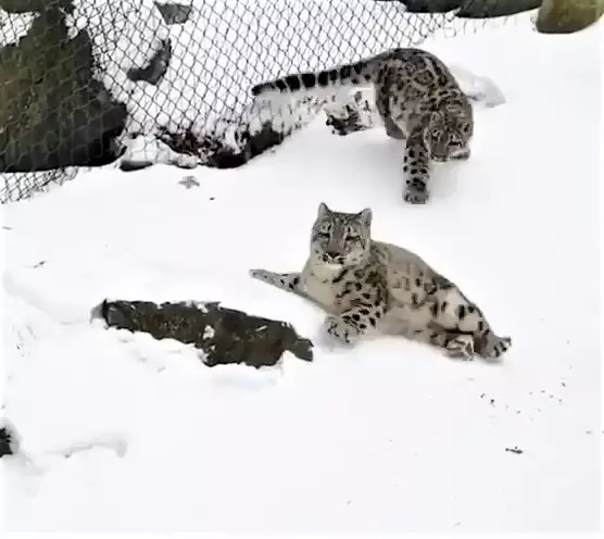 雪豹「嗨玩滑雪」煞不住的快感~背後「跟屁蟲狂搗亂」:不要滑那麼快啦!