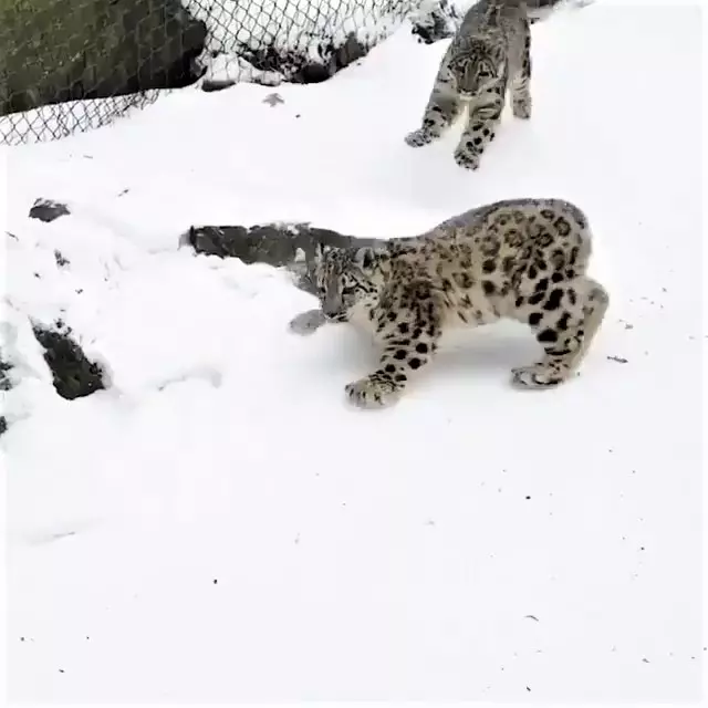 雪豹「嗨玩滑雪」煞不住的快感~背後「跟屁蟲狂搗亂」:不要滑那麼快啦!