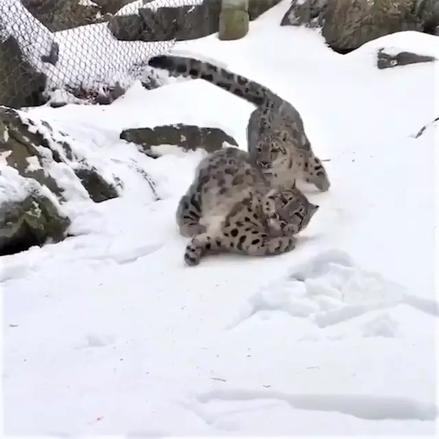 雪豹「嗨玩滑雪」煞不住的快感~背後「跟屁蟲狂搗亂」:不要滑那麼快啦!