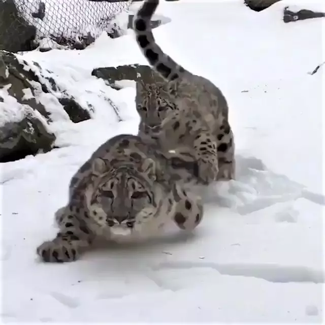 雪豹「嗨玩滑雪」煞不住的快感~背後「跟屁蟲狂搗亂」:不要滑那麼快啦!