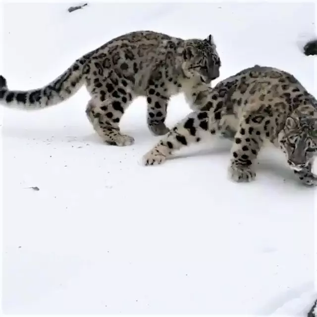 雪豹「嗨玩滑雪」煞不住的快感~背後「跟屁蟲狂搗亂」:不要滑那麼快啦!