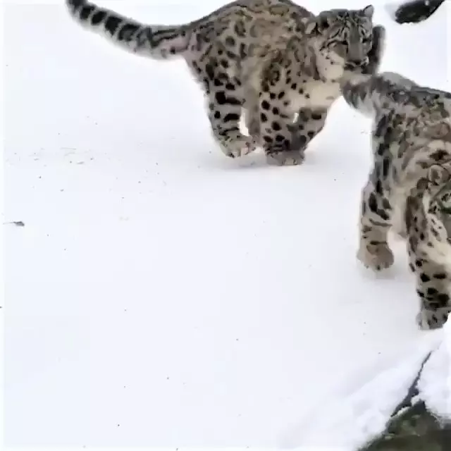 雪豹「嗨玩滑雪」煞不住的快感~背後「跟屁蟲狂搗亂」:不要滑那麼快啦!