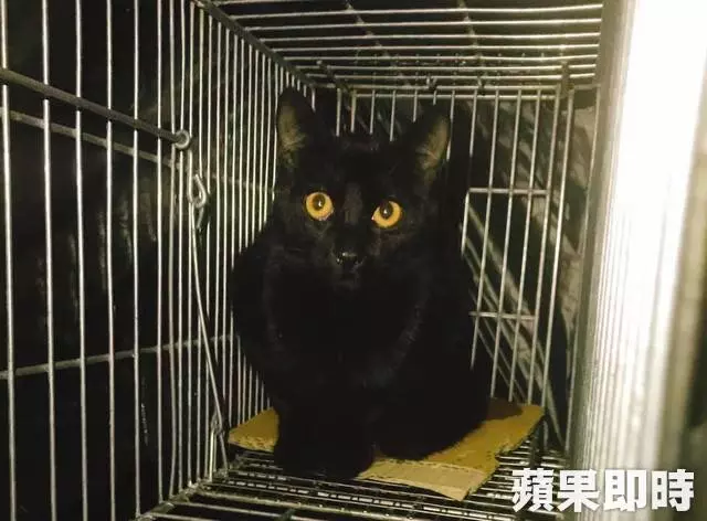浪貓12樓墜落砸破車窗 美魔女畫家目擊搶救