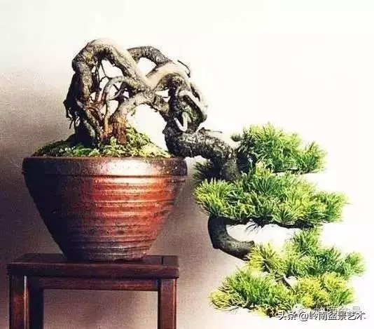 如何選擇有收藏價值的盆景