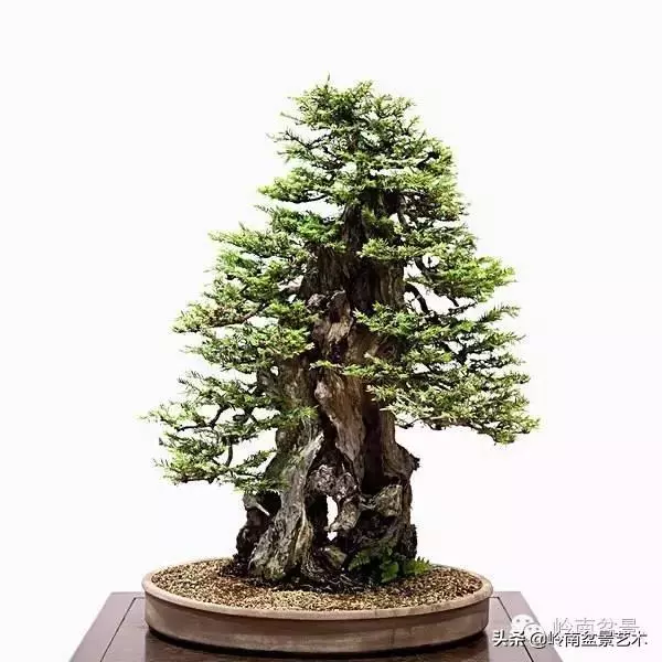 如何選擇有收藏價值的盆景