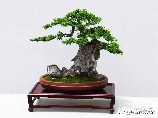 如何選擇有收藏價值的盆景