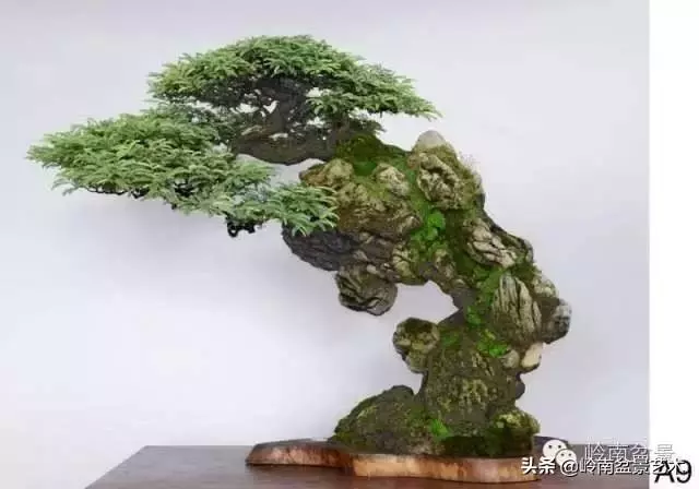 如何選擇有收藏價值的盆景