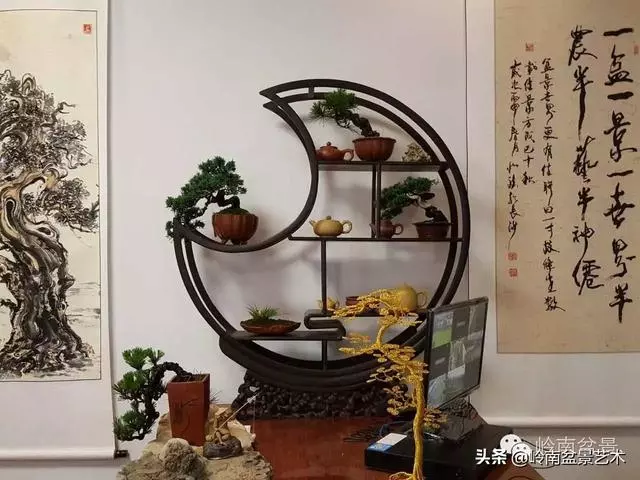 如何選擇有收藏價值的盆景