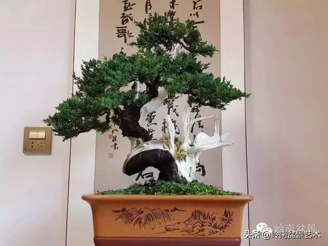 如何選擇有收藏價值的盆景