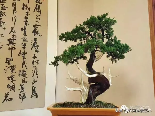如何選擇有收藏價值的盆景