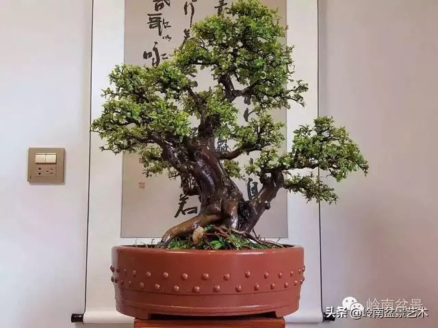 如何選擇有收藏價值的盆景