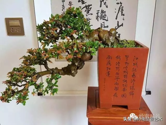 如何選擇有收藏價值的盆景