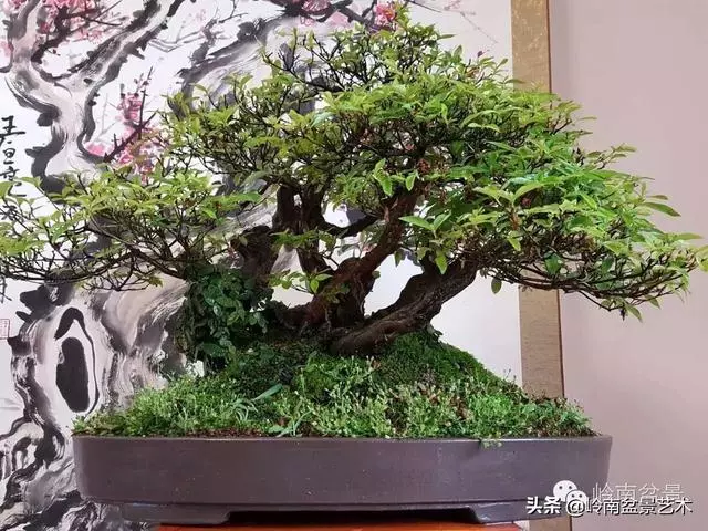 如何選擇有收藏價值的盆景