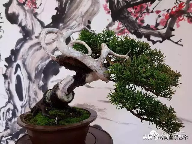如何選擇有收藏價值的盆景