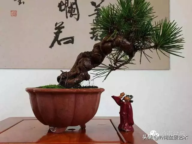 如何選擇有收藏價值的盆景