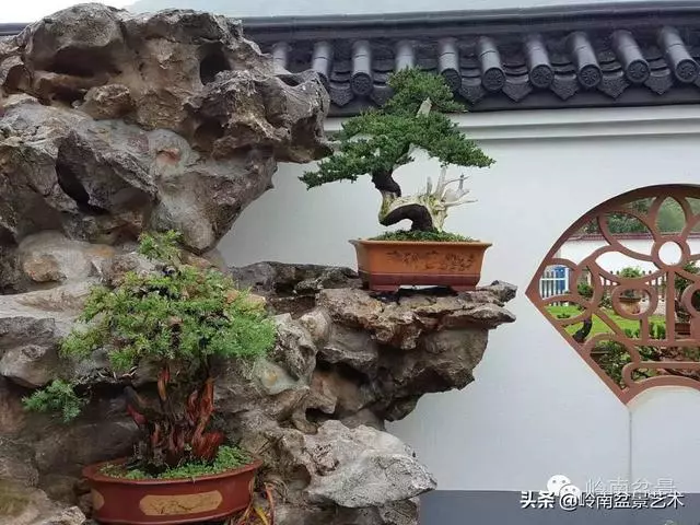 如何選擇有收藏價值的盆景