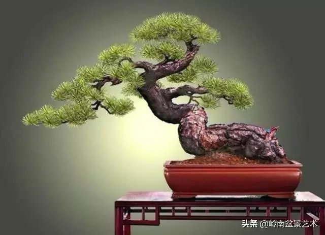 荒皮老樹,古老蒼勁才能體現松樹盆景的特點