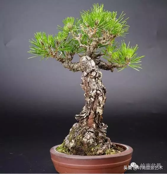 荒皮老樹,古老蒼勁才能體現松樹盆景的特點
