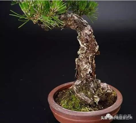 荒皮老樹,古老蒼勁才能體現松樹盆景的特點