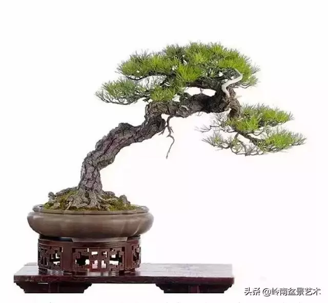 荒皮老樹,古老蒼勁才能體現松樹盆景的特點