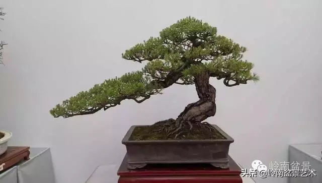 荒皮老樹,古老蒼勁才能體現松樹盆景的特點