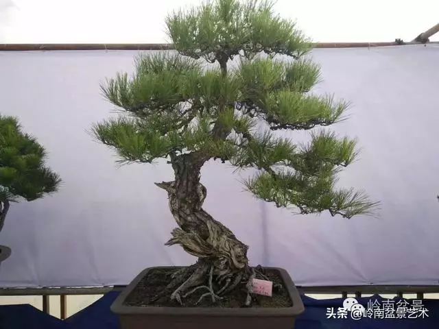 荒皮老樹,古老蒼勁才能體現松樹盆景的特點